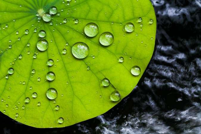 Effet lotus l'eau perle mais ne penetre pas